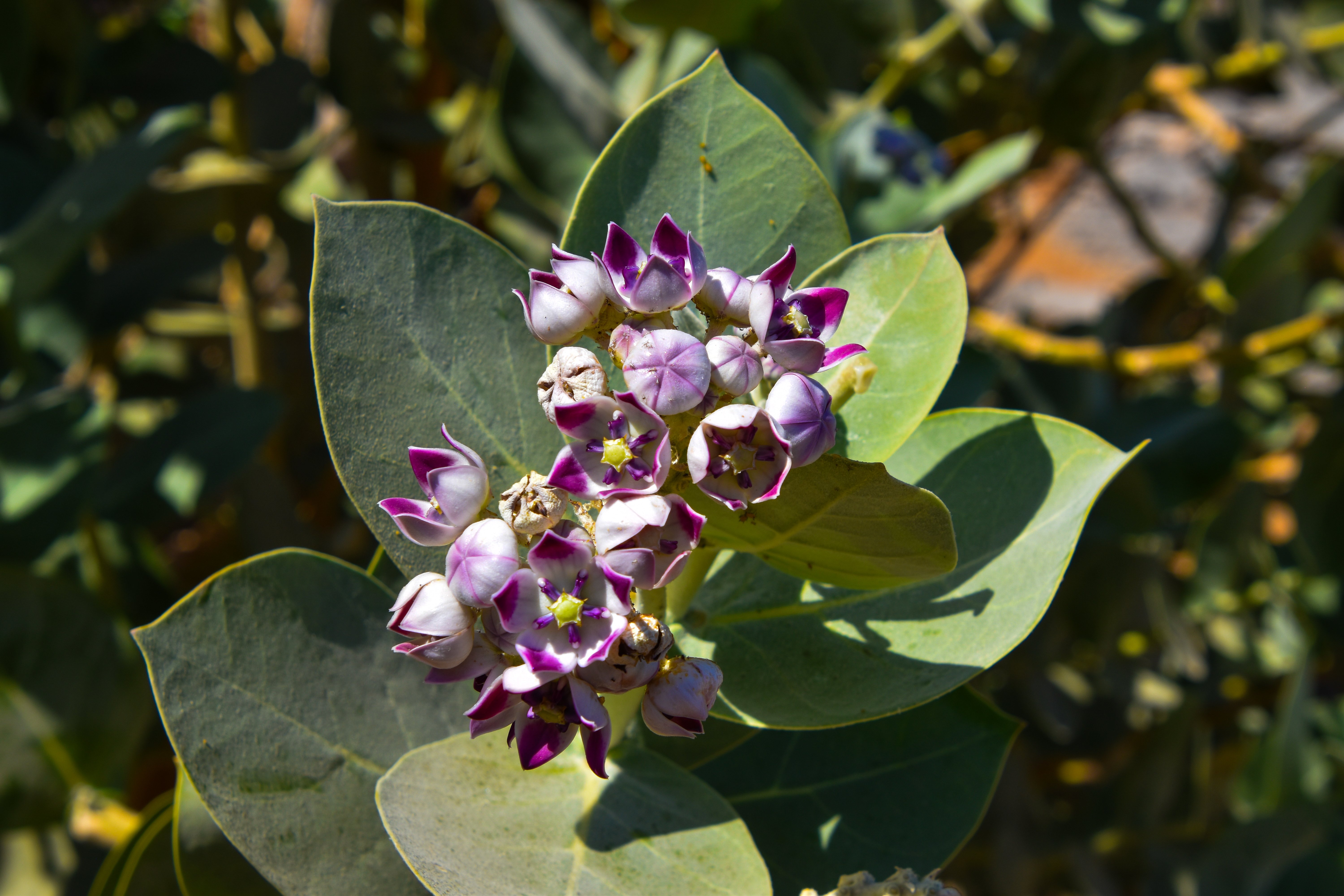 13 Calotropis procera