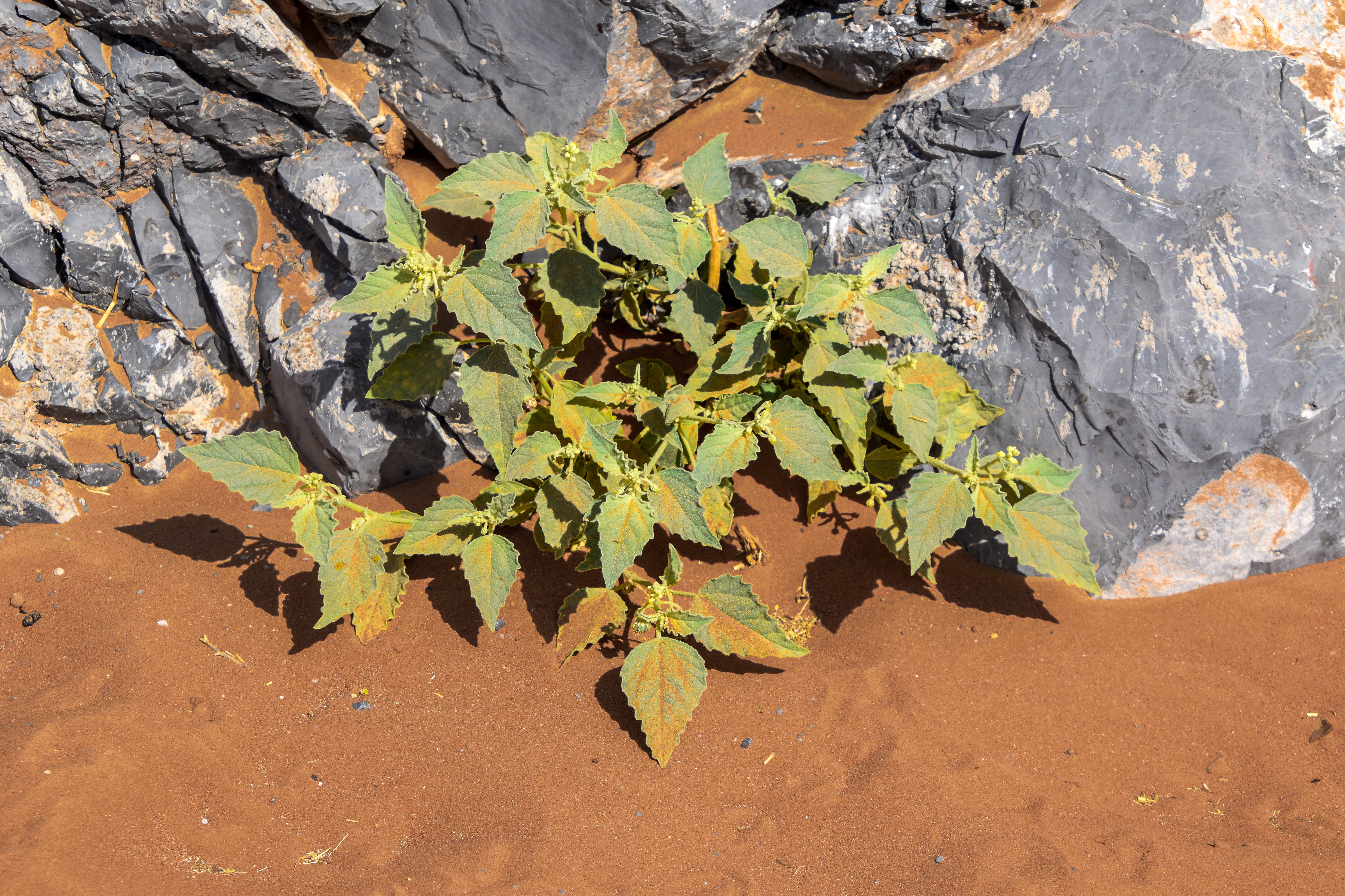 14 Chrozophora oblongifolia