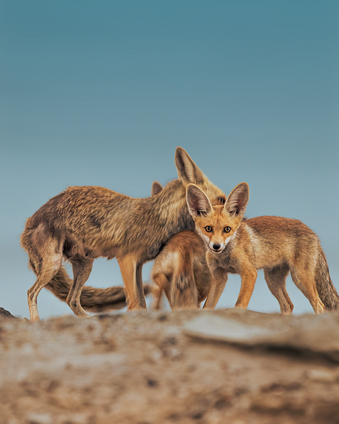 Wildlife in the Jebel Jais Mountains