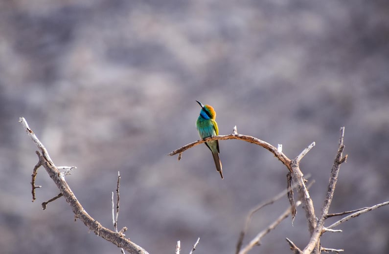 05 Arabian Green Bee-eater