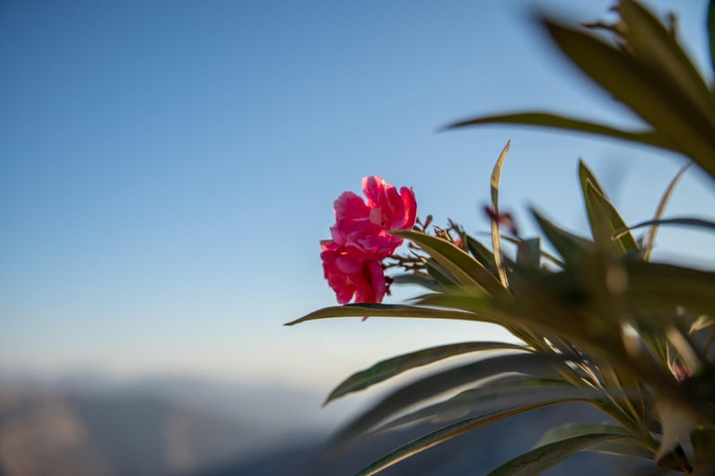 KM - Jebel Jais-6 (1) (Large)-1