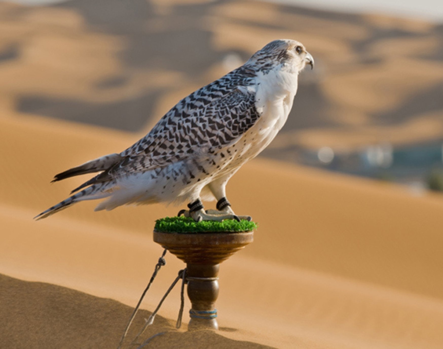 Falconry in Abu Dhabi