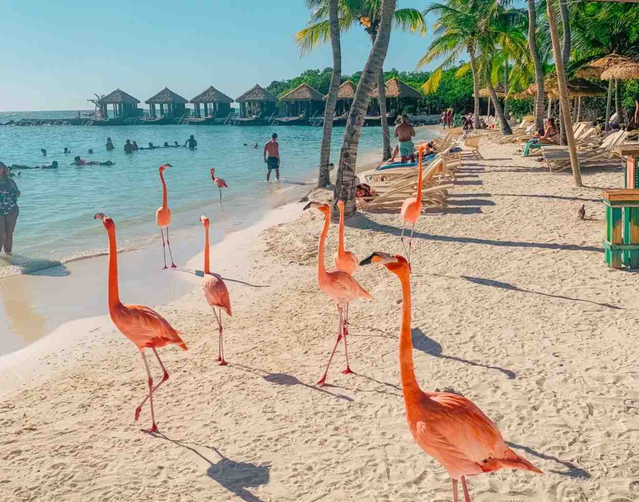Discover Flamingo Beach in Ras Al Khaimah