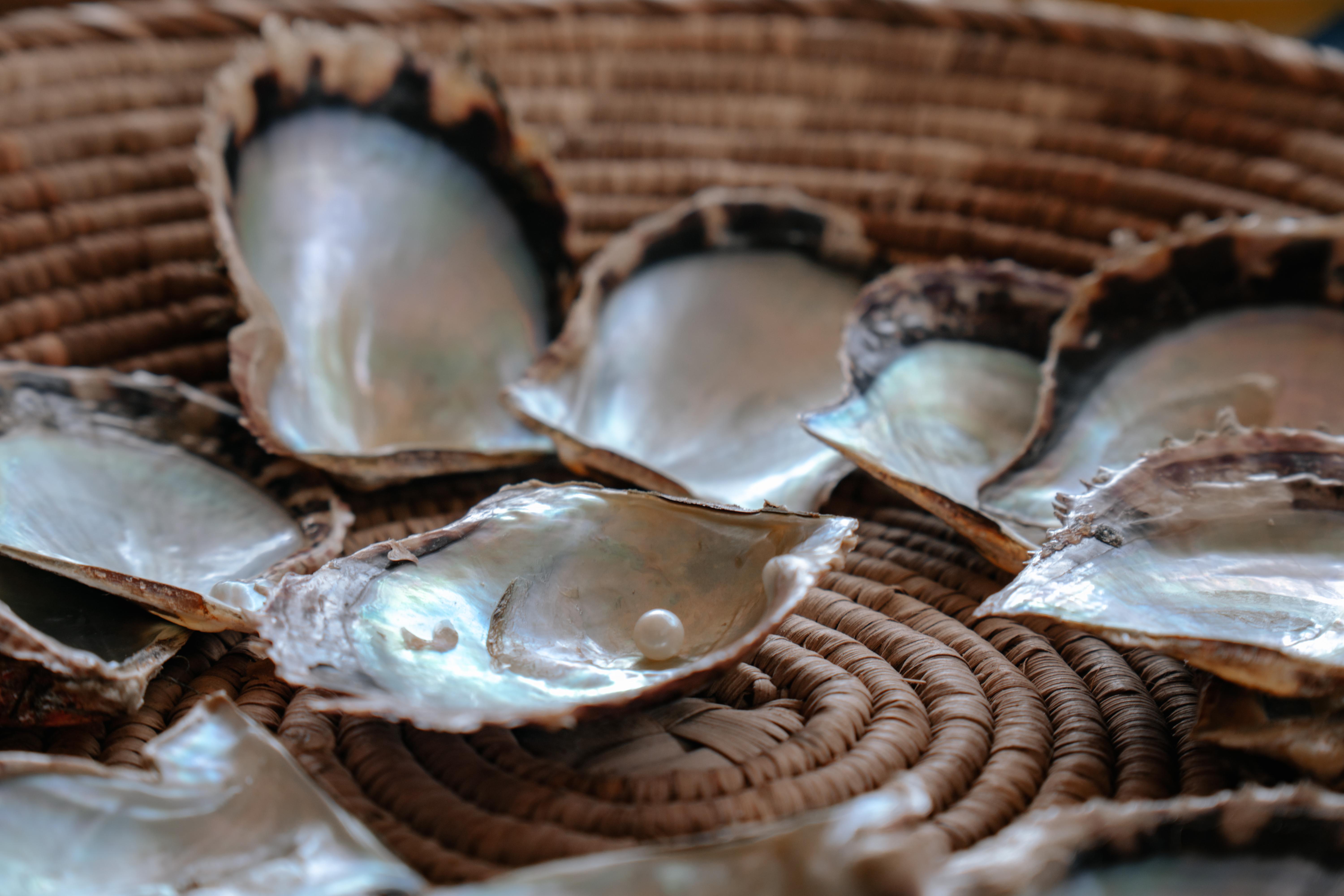 Suwaidi pearl farming in Ras Al Khaimah